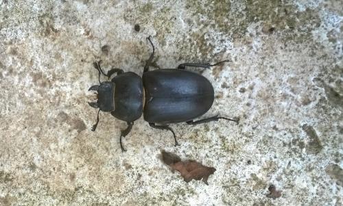 Lucanus cervus